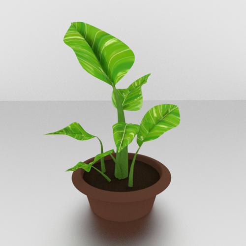 Dieffenbachia plant preview image